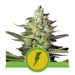 North Thunderfuck Automatic - autoflowering seeds 10 pcs Royal Queen Seeds