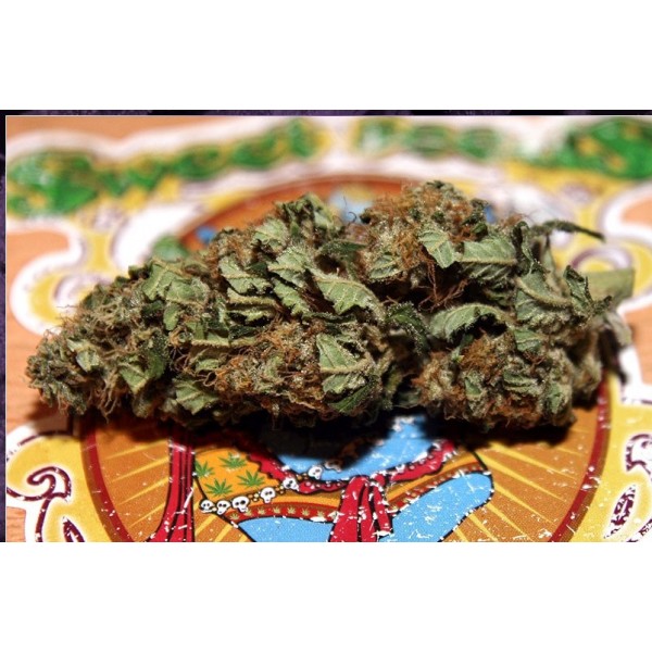 Sweet Chesse Auto – 5 ks autoflowering semien Sweet Seeds