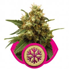 Ice - Feminized Seeds 5 pcs Royal Queen Seeds