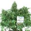 Think Different - autoflowering seeds 7 pcs Dutch Passion