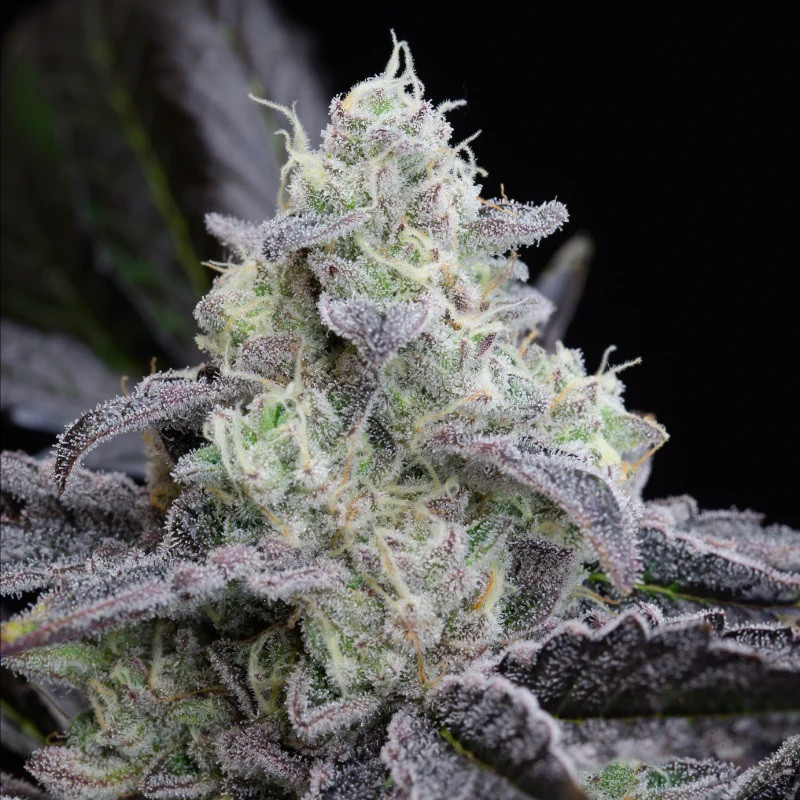 L.A.Vanilla Cake - feminizované semená 10ks, Silent Seeds