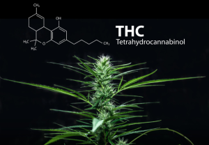 Obsah THC v konopí: Kolik % je už příliš?