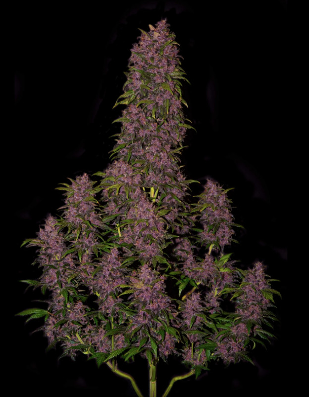 Crystal Meth Auto - samonakvétací semena marihuany 10 ks Fast Buds
