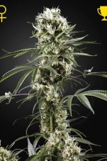 Super Lemon Haze - feminizovaná semínka 3 ks Green House Seeds