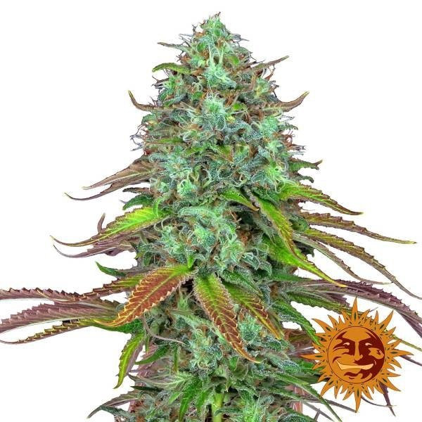 LSD AUTO - samonakvétací semínka 10 ks Barney's Farm