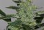 Alaskan Purple - feminizowane nasiona marihuany 5 szt, Seedsman