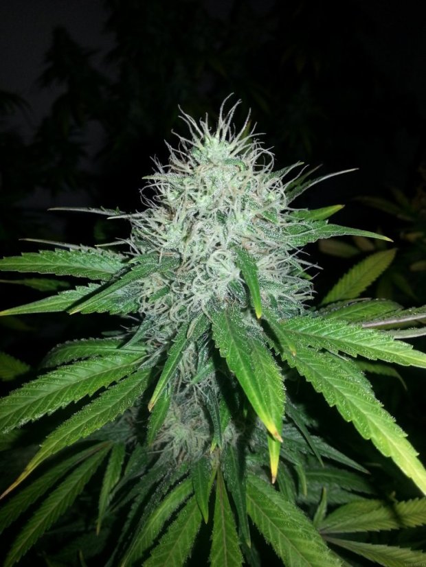 8 Ball Kush – feminizované semienka 10 ks Barney Farms