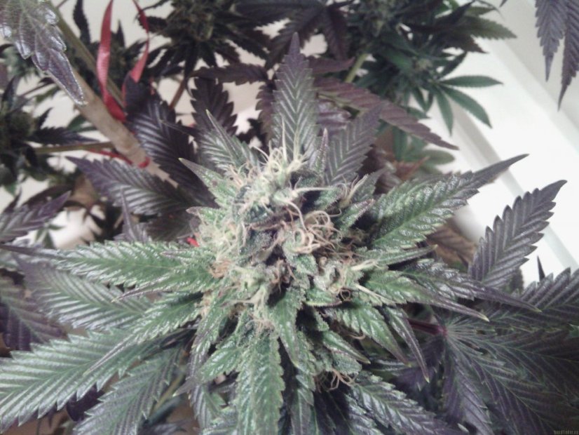 Vanilla Kush – feminizovaná semínka 5 ks Barney's Farm