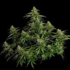 Gaia F1 Auto Feminizowane Nasiona - 3