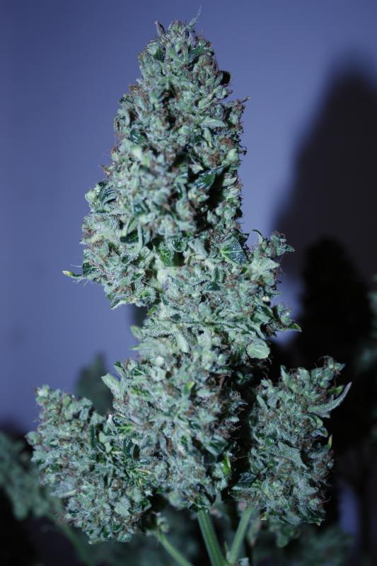 Auto Blueberry -  samonakvétací semena 7 ks Dutch Passion