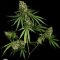 Critical hybrid