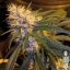 G13 x Haze 18 ks štandardizovaná semienka Mr. Nice