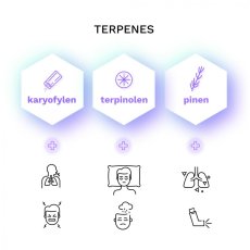 Zenergy CBD - 10 sztuk feminizowanych nasion Cannapio