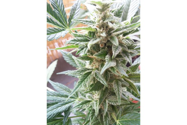 Stress Killer Automatic - samonakvétací semínka 5 ks Royal Queen Seeds