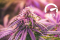 What is the high amount of CBD in hemp?