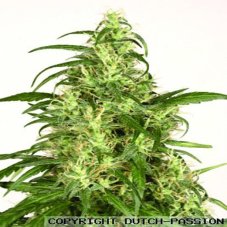 Skunk 11 - Feminized 3 Passes Dutch Passion