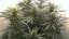 Auto Jack - feminizovaná a autoflowering semienka 5ks Paradise Seeds