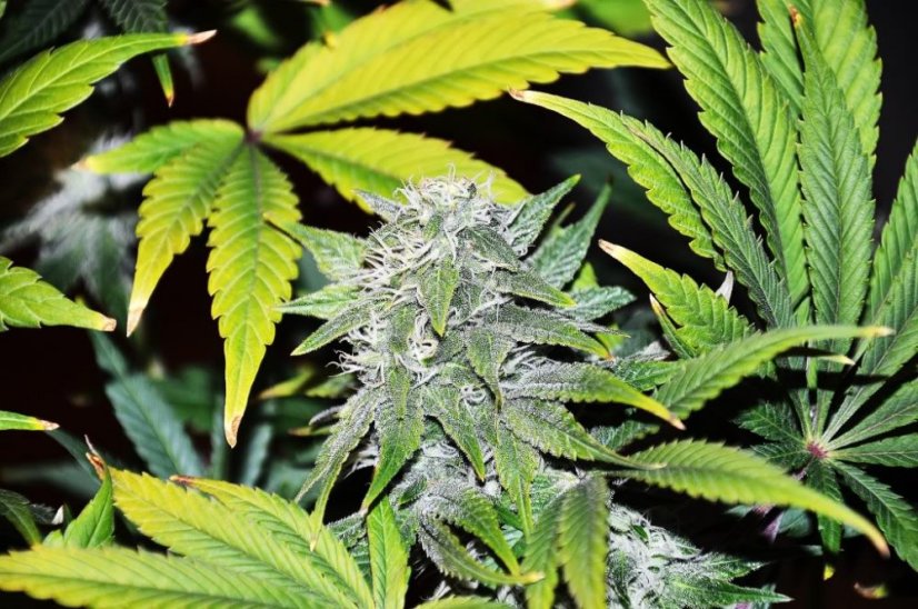 Jacky White  - feminizované semená  10 ks Paradise Seeds