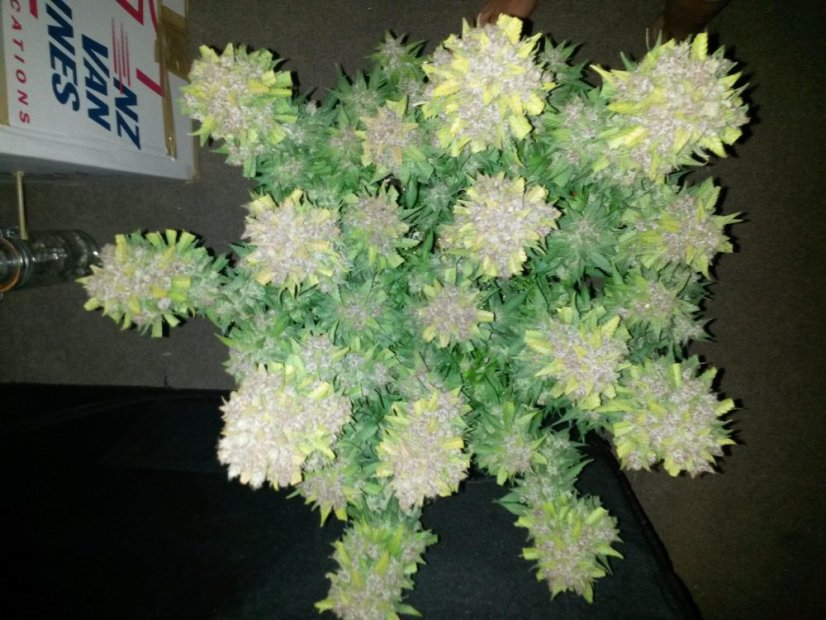 Sweet Trainwreck Auto - feminizované a autoflowering semienka 3ks Sweet Seeds