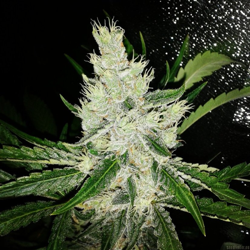 Black Jack Fast Version - feminizované semienka 10 ks Sweet Seeds