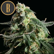 Blimburn Seeds Girl Scout Cookies feminisierte Samen