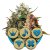 CBD Mix - feminizovaná semínka 5ks Royal Queen Seeds