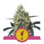 Mimosa - feminizované semená 10 ks, Royal Queen Seeds