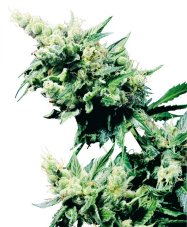 Hash Plant - Nasiona 10 szt. Standardowych Sensi Seeds