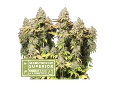 Rucu Cucu OG Auto - Nasiona konopi autoflowering 3 szt, Seedstockers