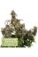 Mandarin Panties - feminized cannabis seeds 5 pcs Seedstockers Superior