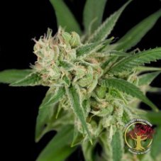 DNA Genetics Sour Banana Sherbet regulérní semena