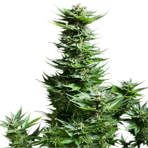 Shining Silver Haze - feminizovaná semínka 10 ks Royal Queen Seeds