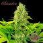 Buddha Auto White Widow, 3er Pack - Buddha Seeds Premium Genetik