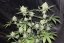 Northern Lights N.5 x Haze 10 ks štandardizované feminizované semená Sensi Seeds