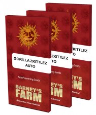 Gorilla Zkittlez Auto - selbstblühende Samen 3 Stück Barney's Farm