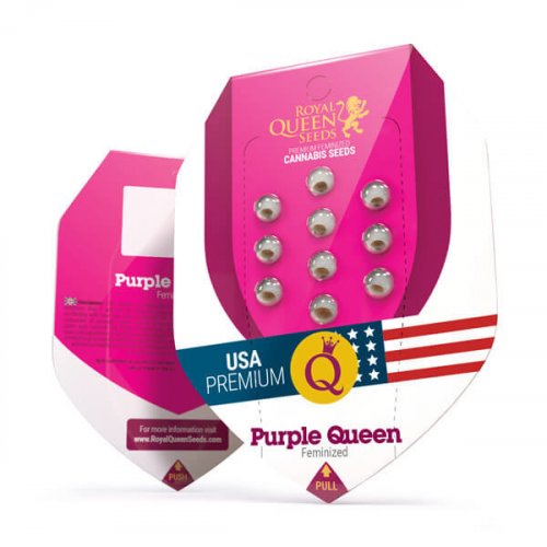 Purple Queen - feminizovaná semínka 5 ks Royal Queen Seeds