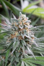 Quick Critical + - Feminized seeds 3pcs Dinafem