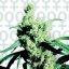 Silver Haze n.9 x Haze 10 ks feminizované semená Sensi Seeds