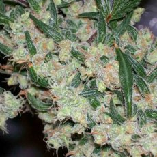 Afghan Skunk 18 szt. Standaryzowane nasiona Mr. Nice