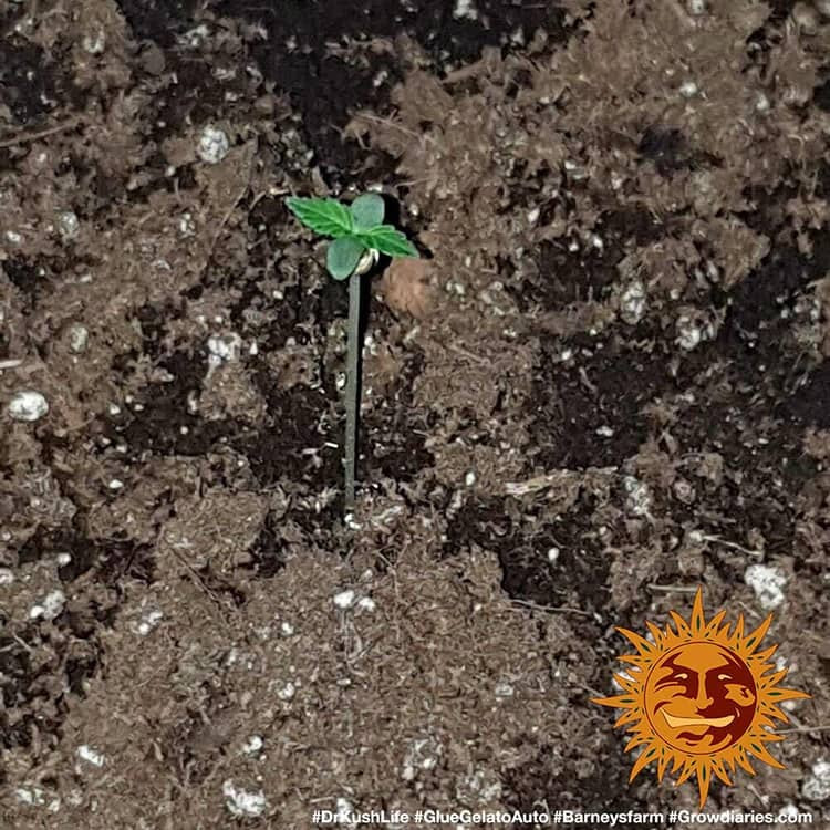 Glue Gelato Auto - Autoflowering Marihuana Samen 3 Stück Barney's Farm