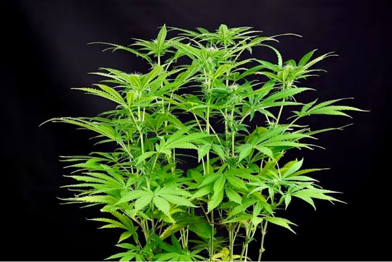 Peyote Forum - feminisierte Hanfsamen 10 Stück, Seedsman