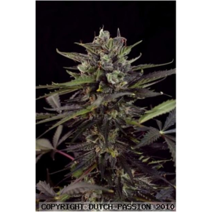 Auto Blueberry - samonakvétací semínka 3 ks Dutch Passion