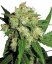 Sensi Skunk - feminized cannabis seeds 5 pcs, Sensi Seeds