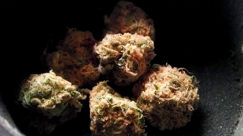 Jamaican Dream - feminisierte Samen 6 Stück Eva Seeds