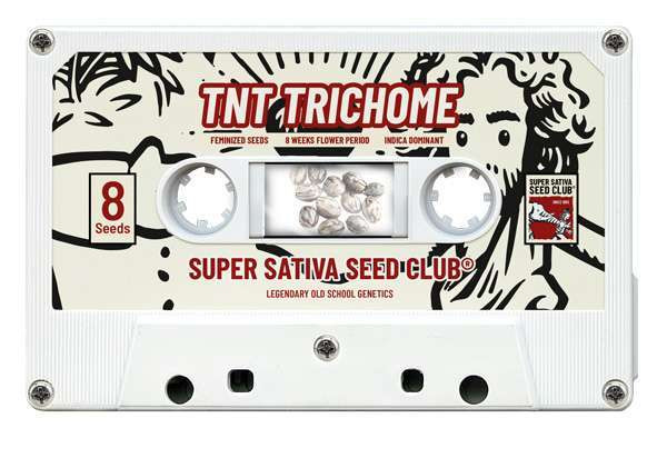 TNT Trichome - feminisierte Samen 3 Stück, Super Sativa Seed Club