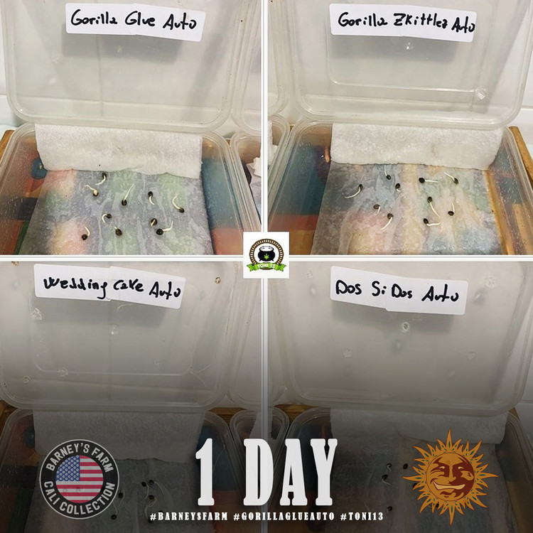 Gorilla Glue Auto - autoflowering semena marihuany 10 ks Barney´s Farm