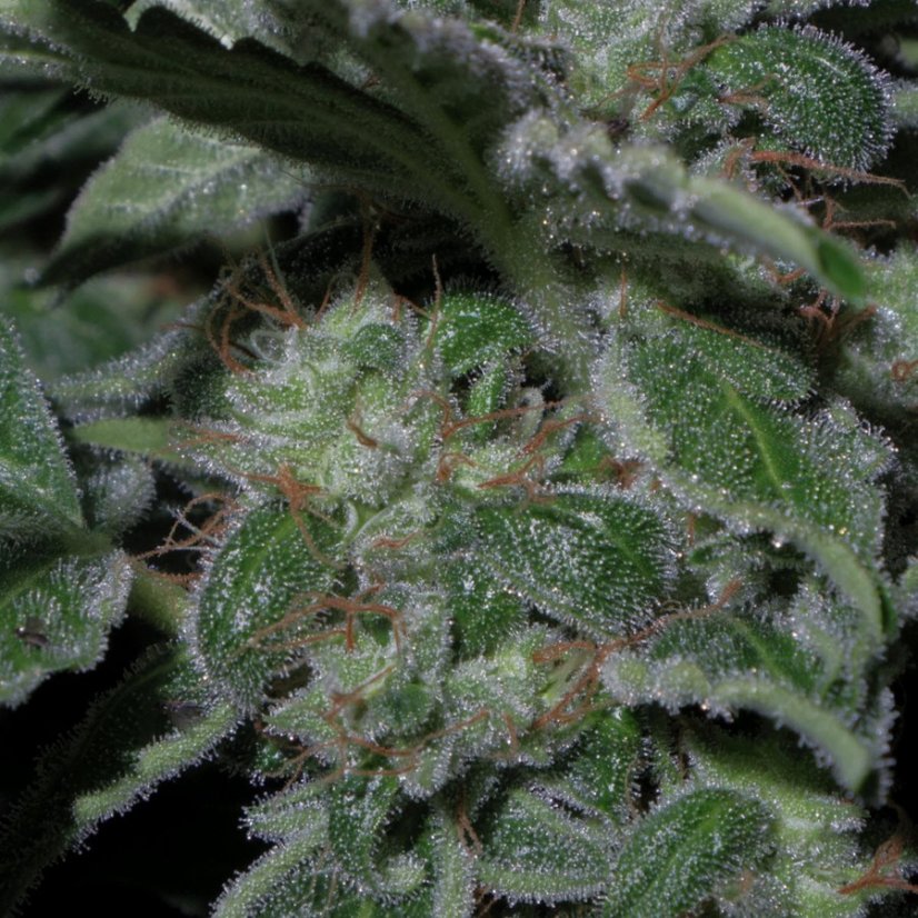 Cookies Kush - semințe feminizate 5 buc Barney's Farm