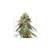 CBD Mazar - феминизирани семена 3 бр Dutch Passion