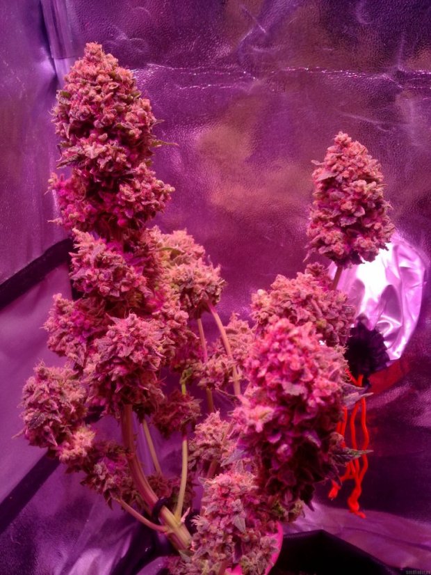 LSD – feminizovaná semínka Barney´s Farm 5 ks