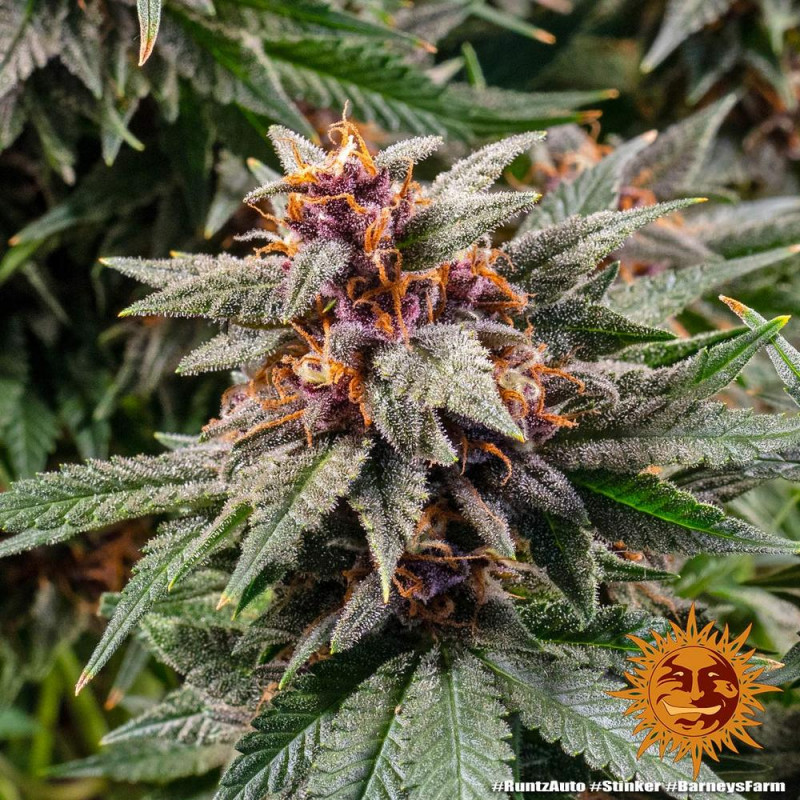 Runtz Auto - autoflowering semena marihuany 10 ks Barney´s Farm